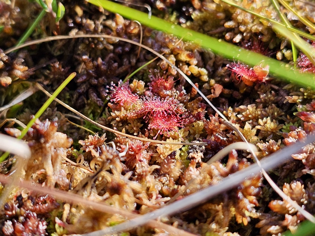 Bogshoeing in the Baltics